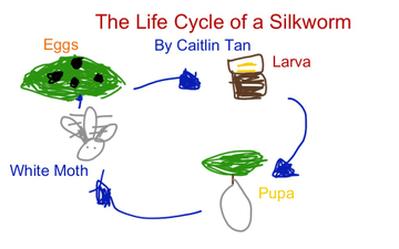 The Life Cycle Of A Silkworm | Educreations