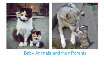How Baby Animals Are Similar And Different From Their Parents - Lessons - Blendspace How Baby Animals Are Similar And Different From Their Parents - Lessons - Blendspace