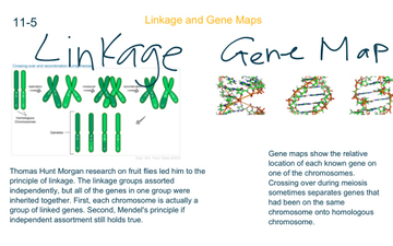 Chapter 11 Genetics | Educreations