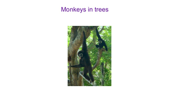 Why Monkeys Live In Trees | Educreations
