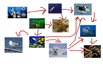 Marine Food Web | Educreations