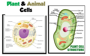 Plant And Animal Cells Isabella | Educreations