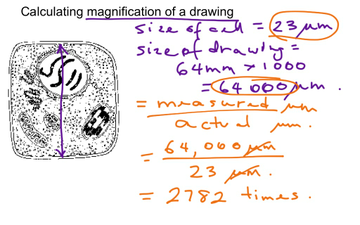 Calculating Magnification Of A Drawing | Educreations