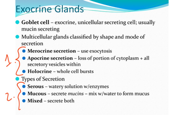Exocrine Glands | Educreations