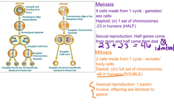 Mitosis & Meiosis | Educreations