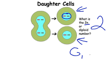 Mitosis Explained | Educreations