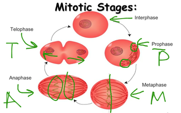Cell Division - Introduction To Mitosis | Educreations