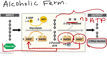 Glycolysis & Fermentation | Educreations